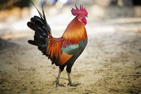 pictures of a cockerel